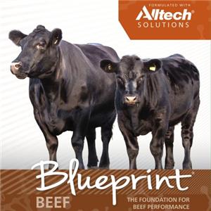 Blueprint Mineral